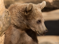 16 05 Zoo Servion 0002