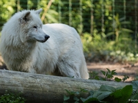 16 05 Zoo Servion 0005