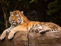 15 05  Zoo Zurich  0079 : ACL, Tigre, Zoo Zurich