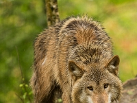 15 05  Zoo Zurich  0081 : ACL, Loup, Zoo Zurich