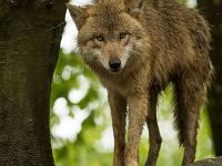 15 05  Zoo Zurich  0089 : ACL, Loup, Zoo Zurich