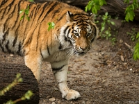 15 05  Zoo Zurich  0091 : ACL, Tigre, Zoo Zurich