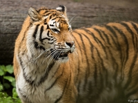 15 05  Zoo Zurich  0092 : ACL, Tigre, Zoo Zurich