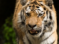 15 05  Zoo Zurich  0093 : ACL, Tigre, Zoo Zurich