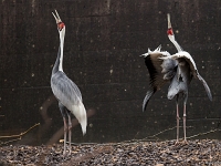 15 05  Zoo Zurich  0099 : ACL, Grue à tête rouge, Zoo Zurich