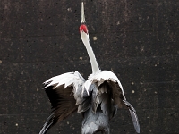 15 05  Zoo Zurich  0101 : ACL, Grue à tête rouge, Zoo Zurich