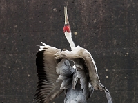 15 05  Zoo Zurich  0102 : ACL, Grue à tête rouge, Zoo Zurich