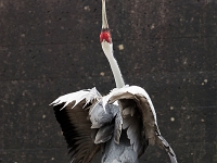 15 05  Zoo Zurich  0103 : ACL, Grue à tête rouge, Zoo Zurich