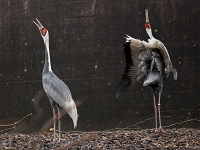 15 05  Zoo Zurich  0106 : ACL, Grue à tête rouge, Zoo Zurich