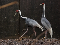 15 05  Zoo Zurich  0107 : ACL, Grue à tête rouge, Zoo Zurich