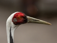 15 05  Zoo Zurich  0109 : ACL, Grue à tête rouge, Zoo Zurich