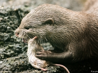 15 05  Zoo Zurich  0111 : ACL, Loutre cendrée, Zoo Zurich