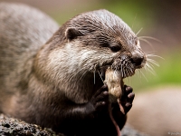 15 05  Zoo Zurich  0112 : ACL, Loutre cendrée, Zoo Zurich