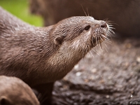 15 05  Zoo Zurich  0113 : ACL, Loutre cendrée, Zoo Zurich