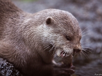 15 05  Zoo Zurich  0114 : ACL, Loutre cendrée, Zoo Zurich