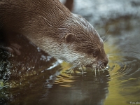 15 05  Zoo Zurich  0115 : ACL, Loutre cendrée, Zoo Zurich