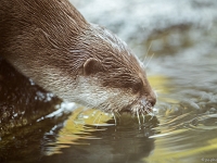 15 05  Zoo Zurich  0116 : ACL, Loutre cendrée, Zoo Zurich