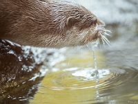 15 05  Zoo Zurich  0118 : ACL, Loutre cendrée, Zoo Zurich