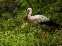 15 05  Zoo Zurich  0132 : ACL, Cigogne, Zoo Zurich