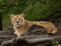15 05  Zoo Zurich  0137 : ACL, Lion d'Asie, Zoo Zurich