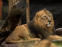 15 05  Zoo Zurich  0140 : ACL, Lion d'Asie, Zoo Zurich
