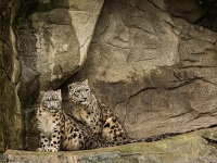 15 05  Zoo Zurich  0142 : ACL, Panthère des neiges, Zoo Zurich