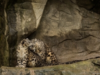 15 05  Zoo Zurich  0143 : ACL, Panthère des neiges, Zoo Zurich