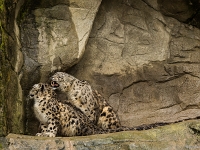 15 05  Zoo Zurich  0144 : ACL, Panthère des neiges, Zoo Zurich