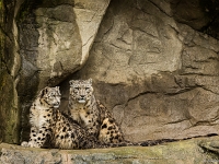 15 05  Zoo Zurich  0148 : ACL, Panthère des neiges, Zoo Zurich
