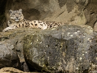 15 05  Zoo Zurich  0152 : ACL, Panthère des neiges, Zoo Zurich