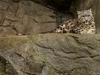 15 05  Zoo Zurich  0153 : ACL, Panthère des neiges, Zoo Zurich