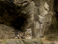15 05  Zoo Zurich  0154 : ACL, Panthère des neiges, Zoo Zurich