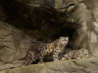 15 05  Zoo Zurich  0155 : ACL, Panthère des neiges, Zoo Zurich