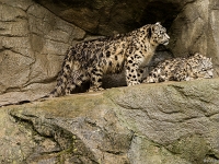 15 05  Zoo Zurich  0156 : ACL, Panthère des neiges, Zoo Zurich