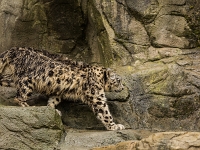 15 05  Zoo Zurich  0158 : ACL, Panthère des neiges, Zoo Zurich