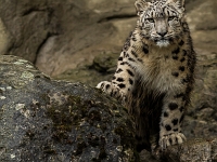 15 05  Zoo Zurich  0160 : ACL, Panthère des neiges, Zoo Zurich