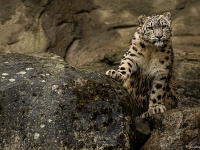 15 05  Zoo Zurich  0162 : ACL, Panthère des neiges, Zoo Zurich