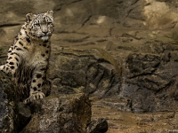 15 05  Zoo Zurich  0163 : ACL, Panthère des neiges, Zoo Zurich