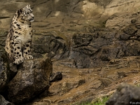 15 05  Zoo Zurich  0166 : ACL, Panthère des neiges, Zoo Zurich