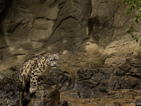 15 05  Zoo Zurich  0167 : ACL, Panthère des neiges, Zoo Zurich