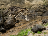 15 05  Zoo Zurich  0168 : ACL, Panthère des neiges, Zoo Zurich