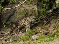 15 05  Zoo Zurich  0169 : ACL, Panthère des neiges, Zoo Zurich