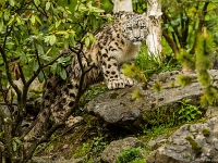 15 05  Zoo Zurich  0173 : ACL, Panthère des neiges, Zoo Zurich