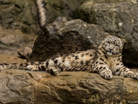 15 05  Zoo Zurich  0178 : ACL, Panthère des neiges, Zoo Zurich