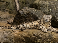 15 05  Zoo Zurich  0181 : ACL, Panthère des neiges, Zoo Zurich