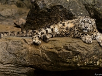 15 05  Zoo Zurich  0184 : ACL, Panthère des neiges, Zoo Zurich