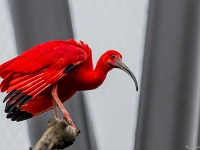 15 05  Zoo Zurich  0185