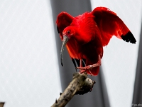 15 05  Zoo Zurich  0188