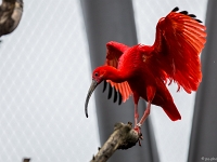 15 05  Zoo Zurich  0190