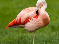 15 05  Zoo Zurich  0195